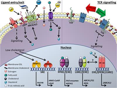 Frontiers | Transcriptional Regulation Of T-Cell Lipid Metabolism ...